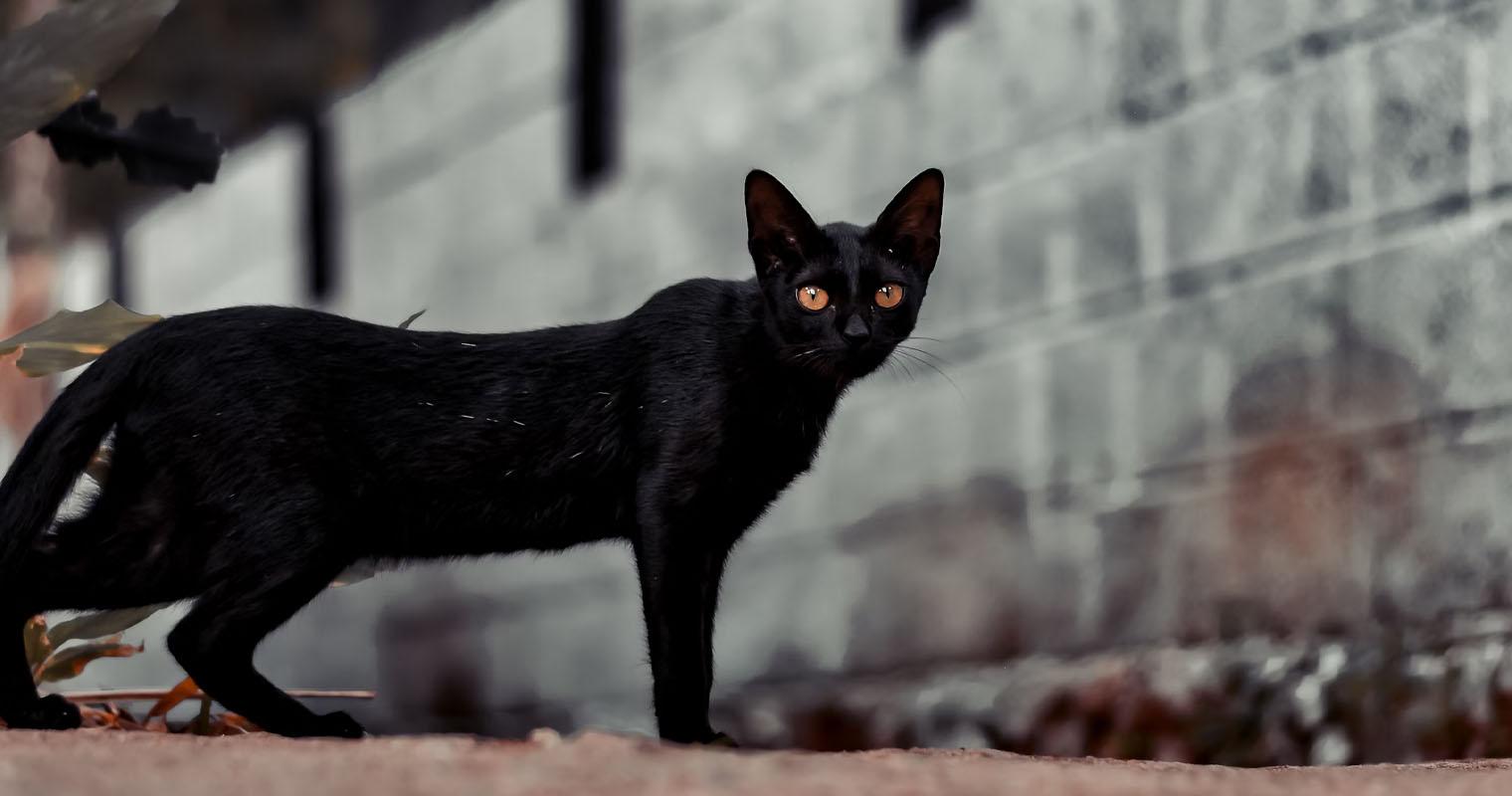 Black Cat Myths: Understanding Black Cats