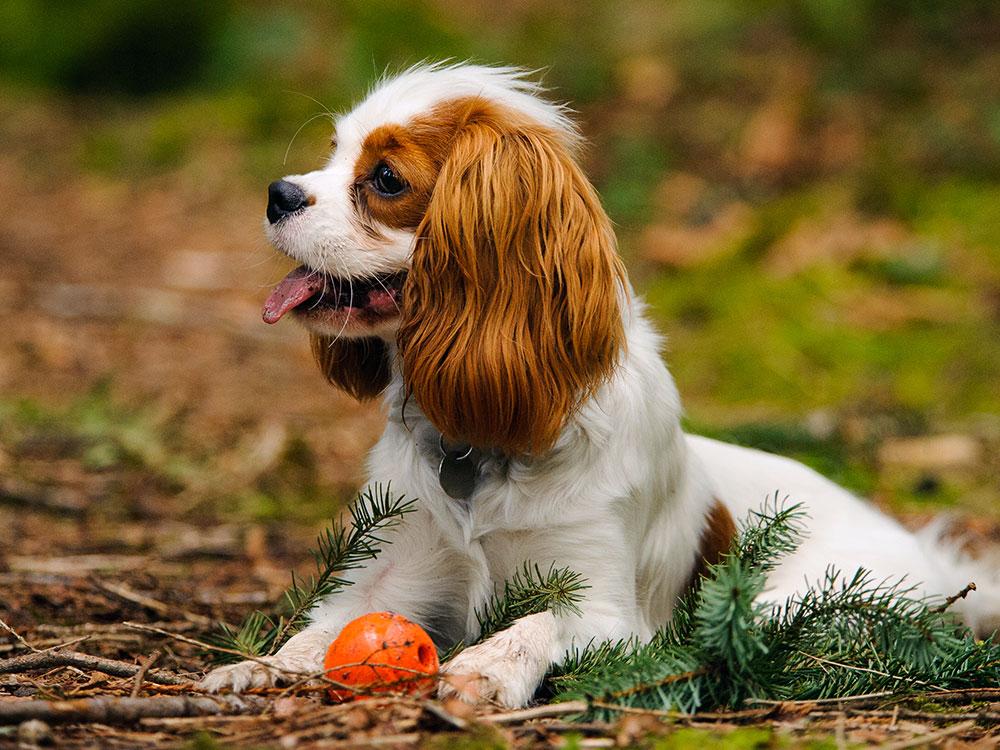 Cavalier King Charles Spaniel with ball