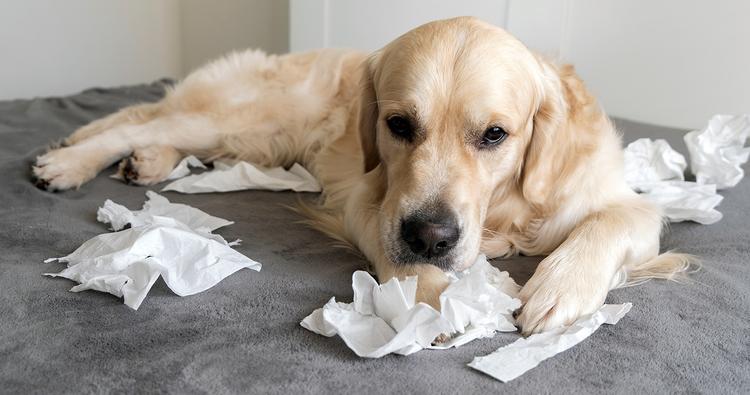 Why Do Dogs Rip Up Toilet Paper?
