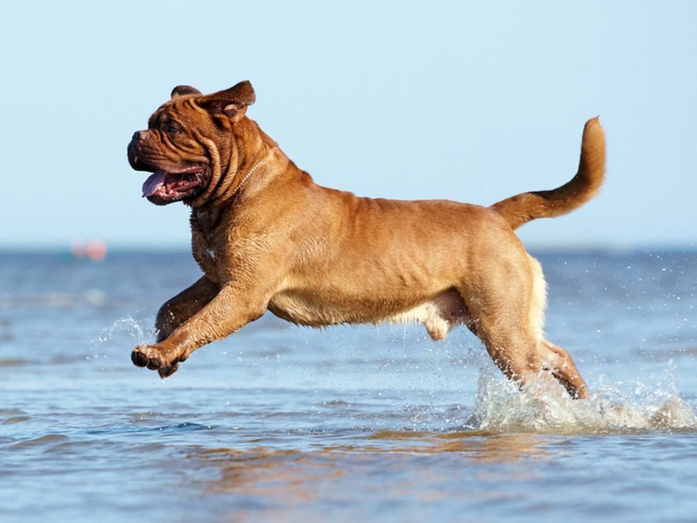 wrinkly Dogue de Bordeaux playing in water