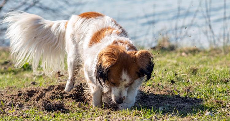 Will Mothballs Stop Dogs From Digging?