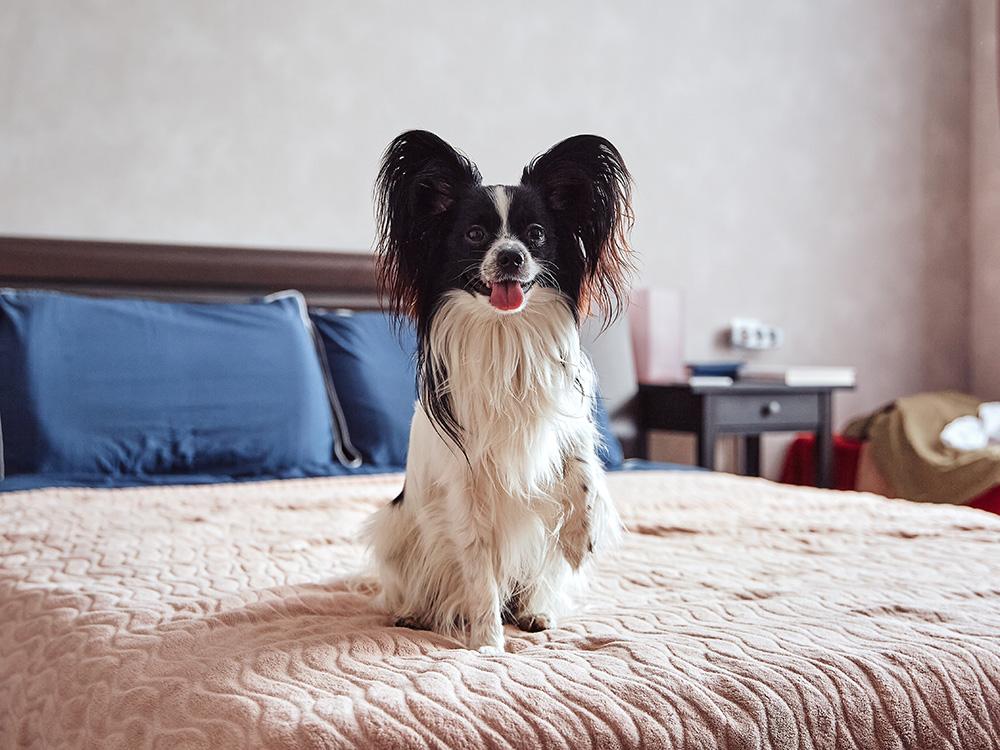 papillon dog on bed