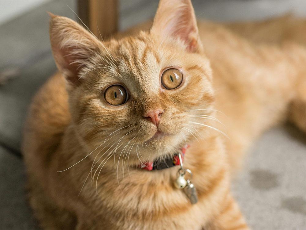 Orange domestic shorthair cat