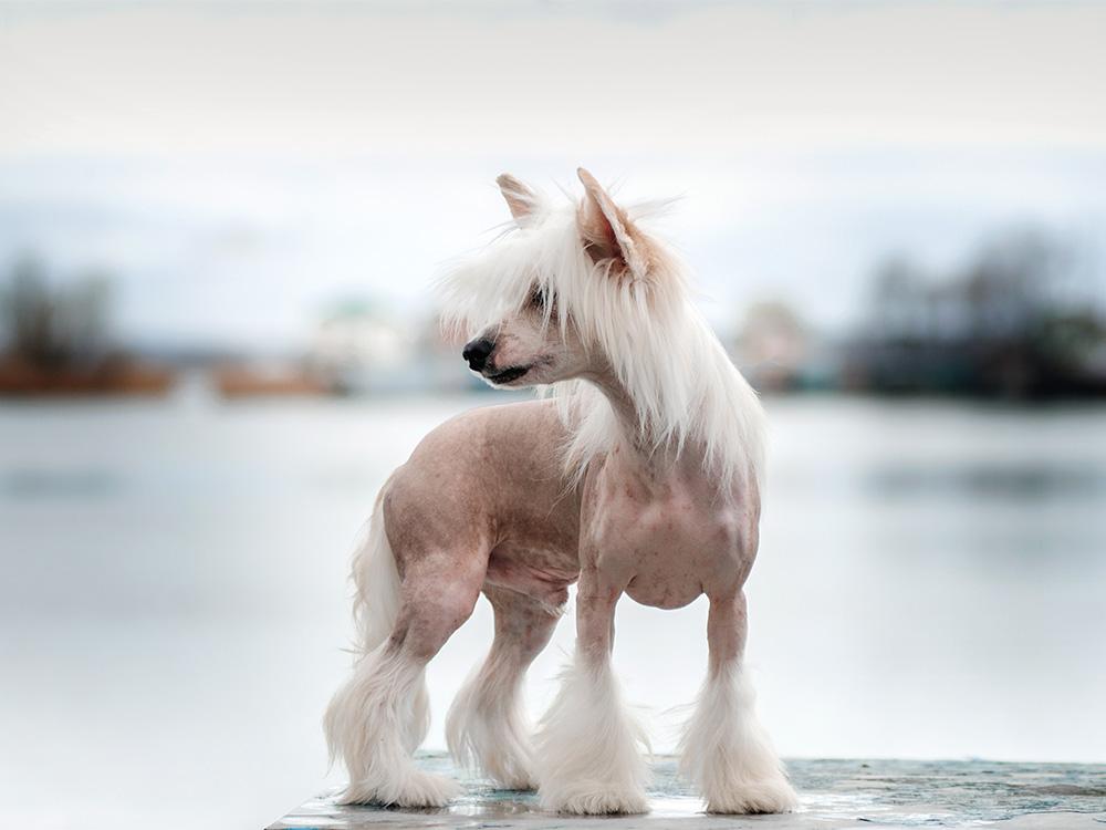 Chinese crested dog on water