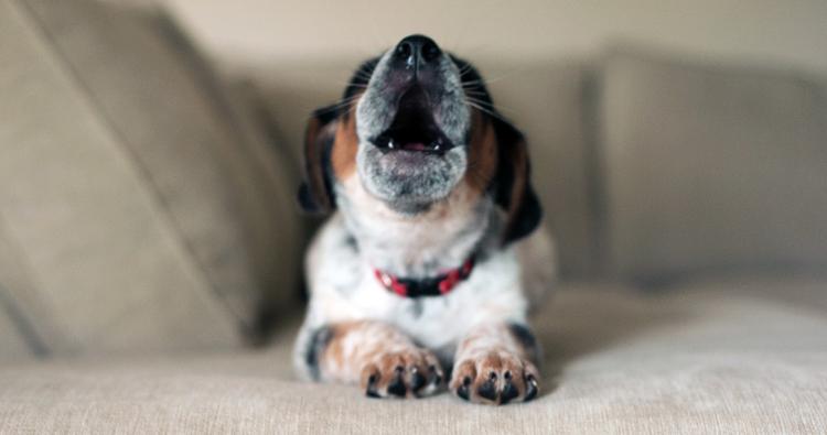 What Does It Mean When A Dog Is Howling?