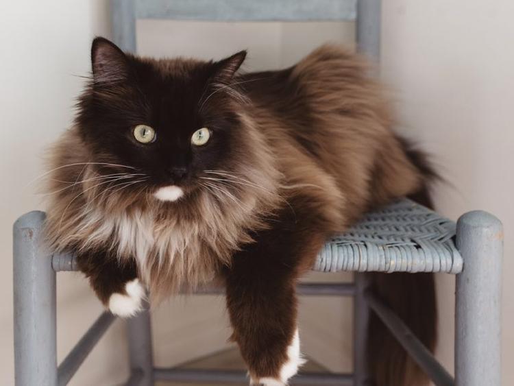 The 10 Largest Domestic Cat Breeds