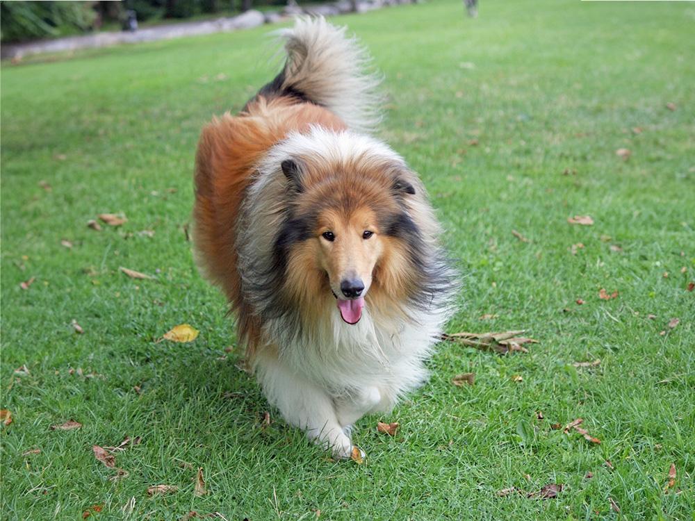 rough collie walking on lawn