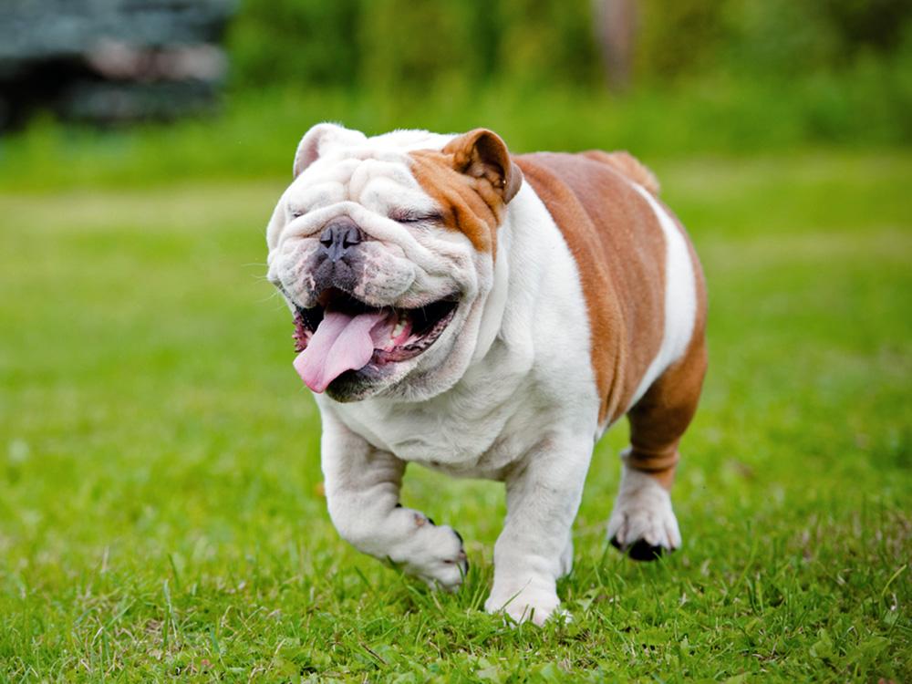 wrinkly English bulldog running on grass