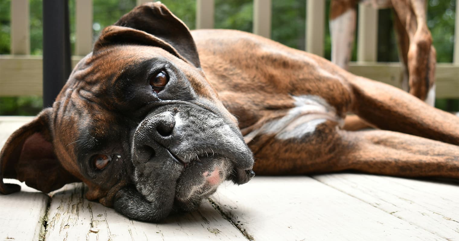 Where Can I Put a Boxer Up for Adoption?