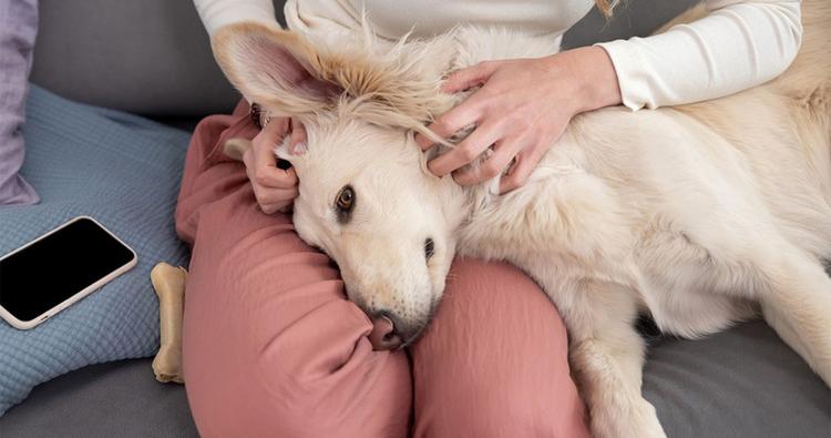 Can You Give a Dog Benadryl? Appropriate Benadryl Uses for Dogs