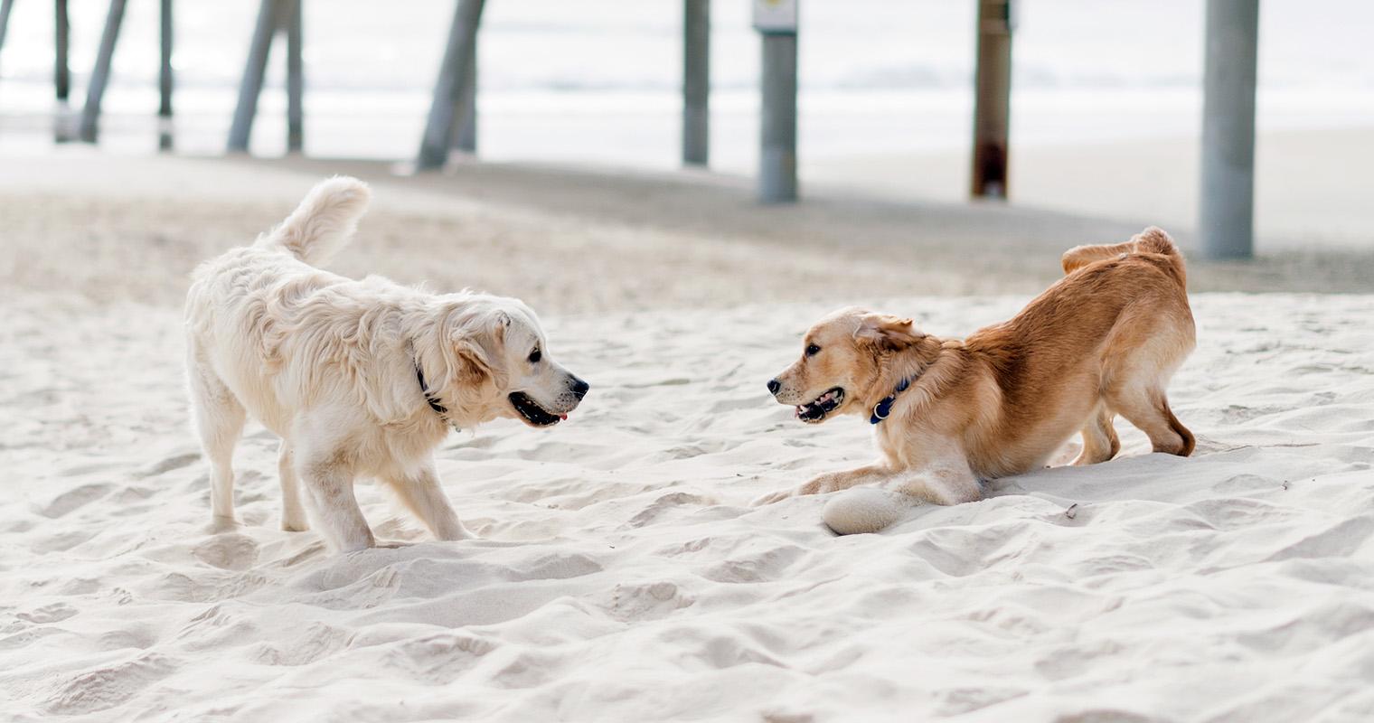 Labrador Retriever vs. Golden Retriever: Which Is Right for You?