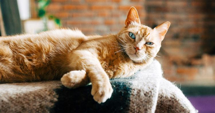 A Guide to Fostering Cats: How to Become a Foster Parent for Cats