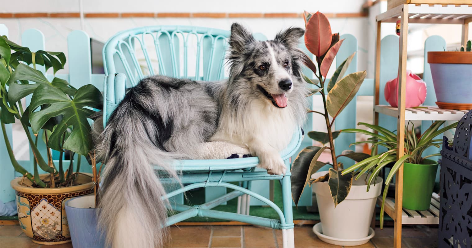 The Most Loved Traits of Border Collie Mixes