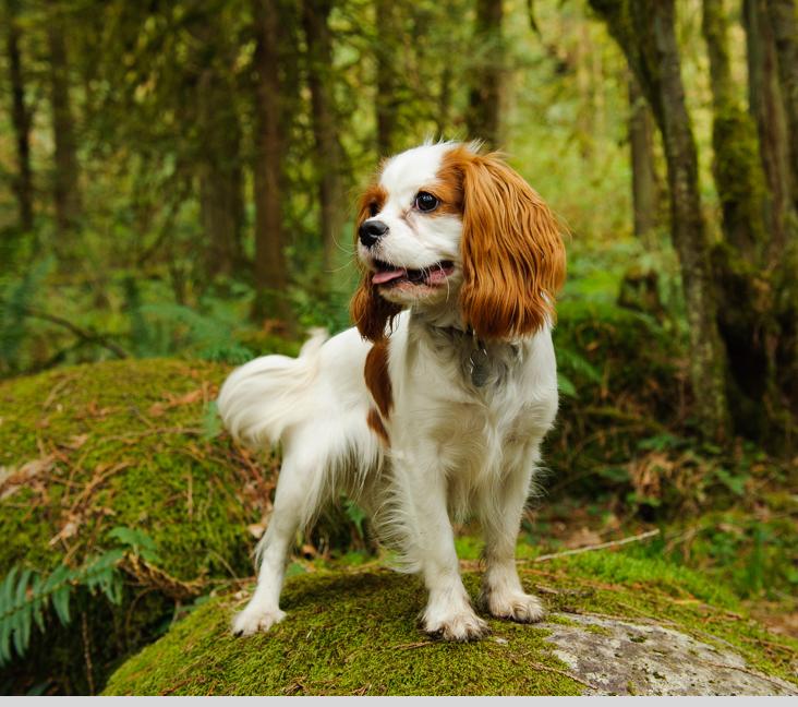 Are King Charles Cavaliers good pets?
