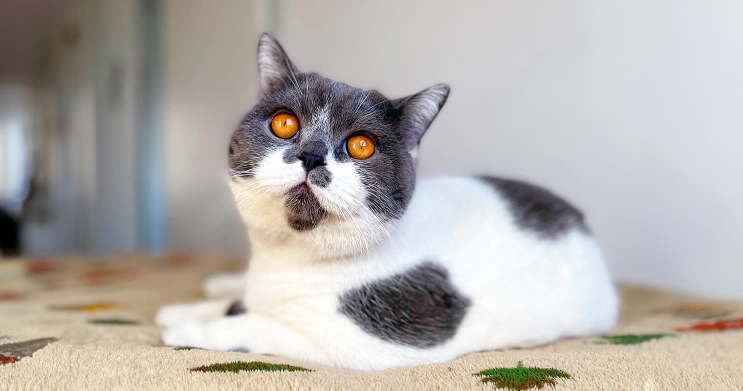 130+ Creative Names for Your Gray and White Cat