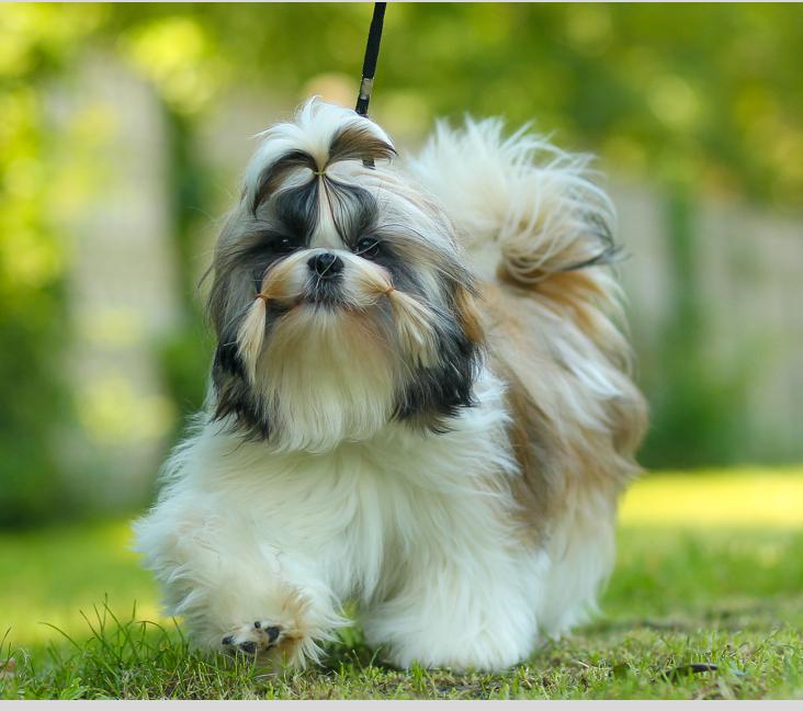 Are Shih Tzus easy to train?