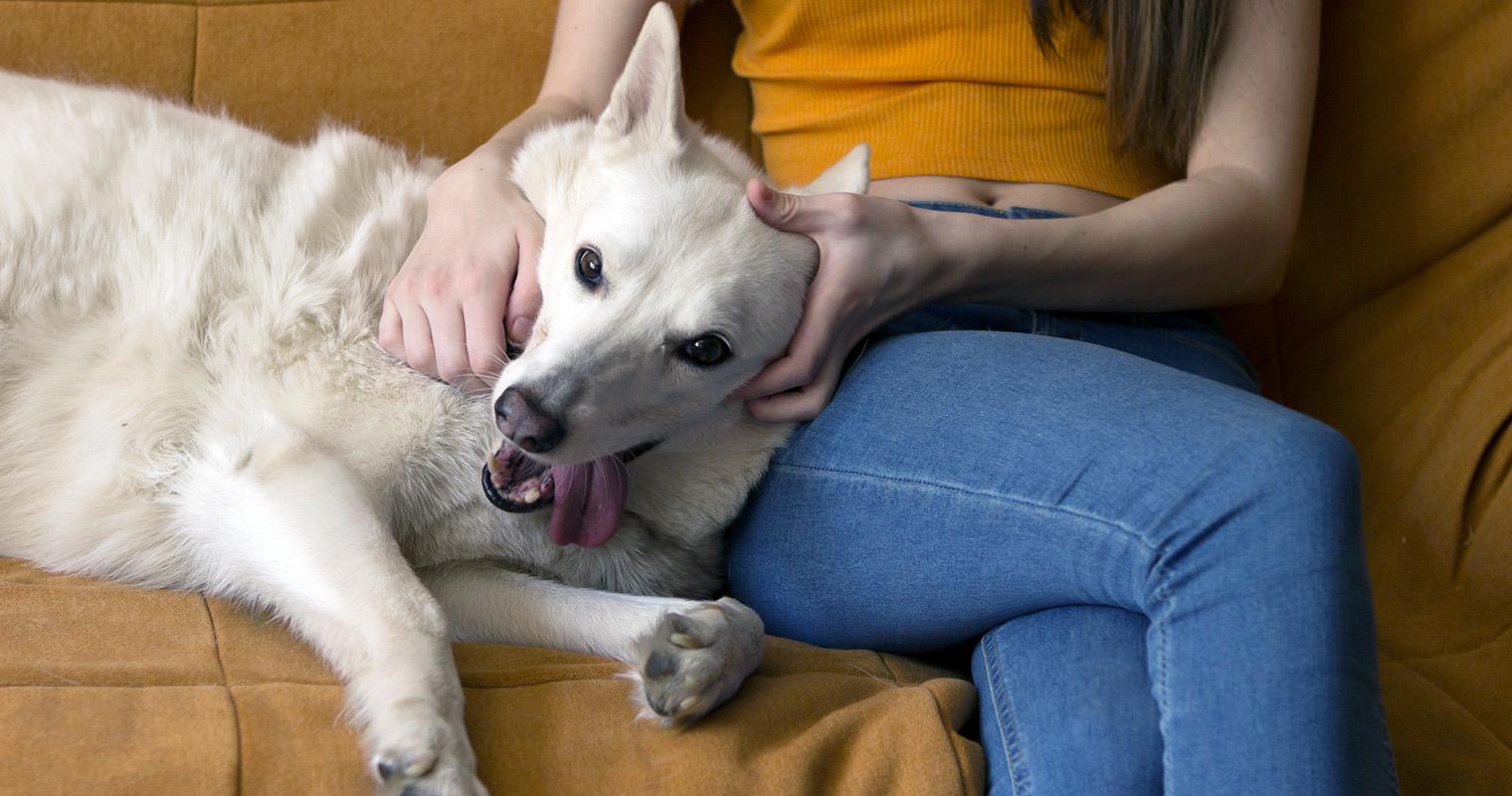 How Can I Find a Home for My Husky?