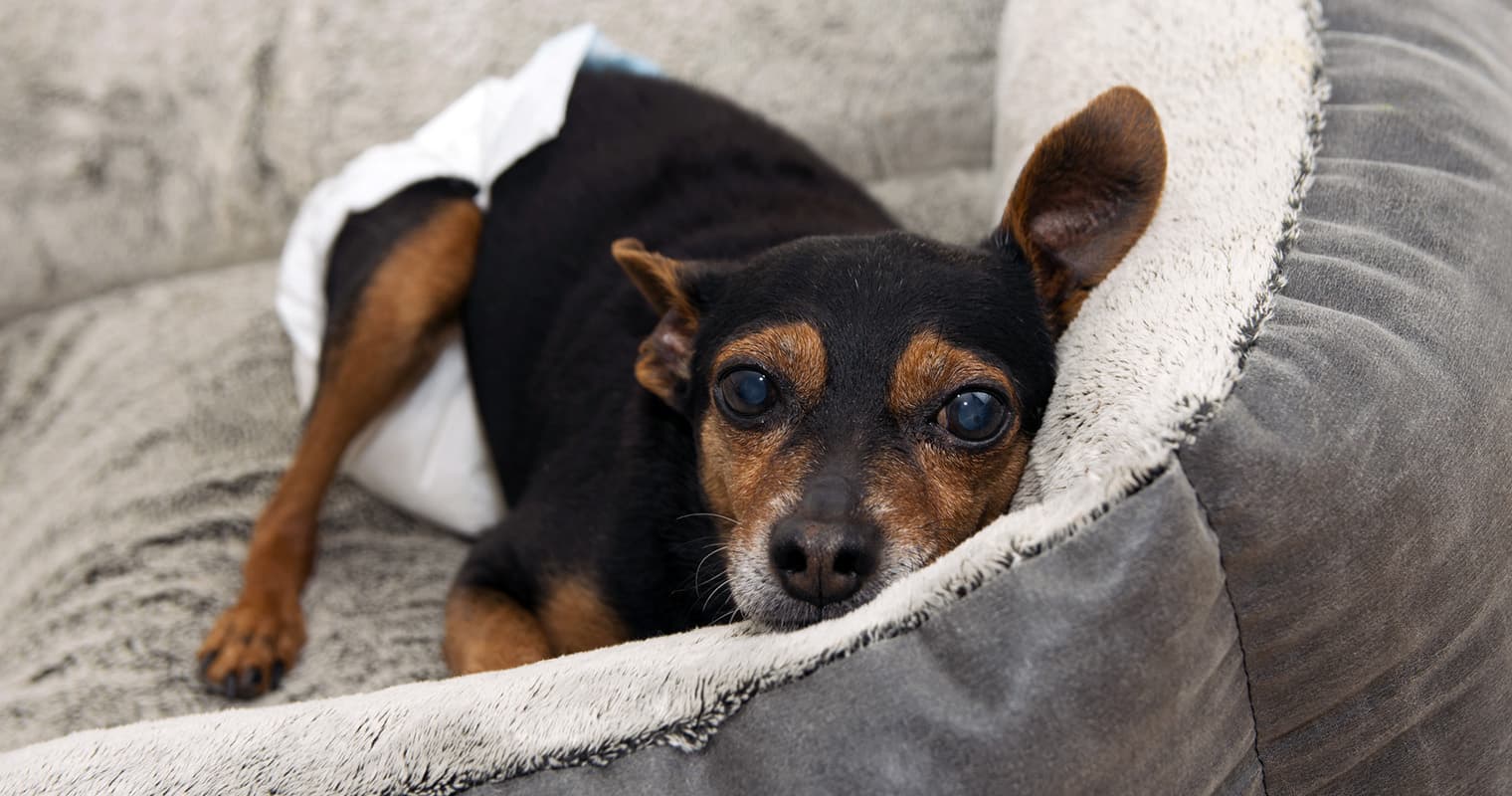 Why Is My Dog Peeing a Lot?