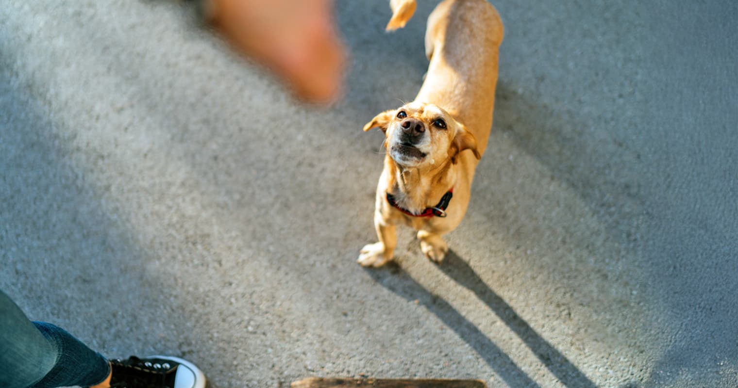 Why Does My Dog Bark So Much at People?