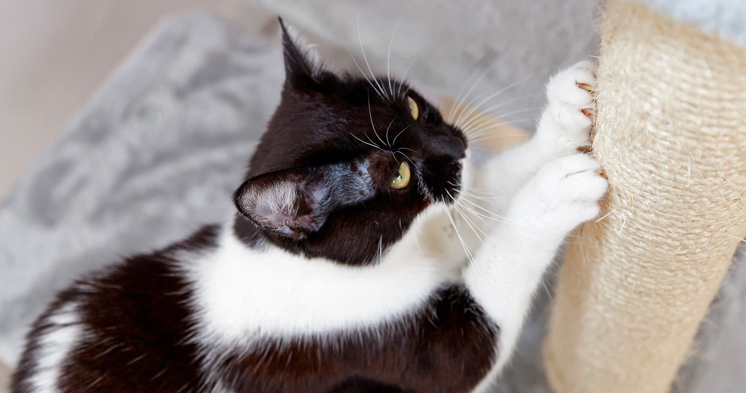 Black and white cat scratching on scratching post.