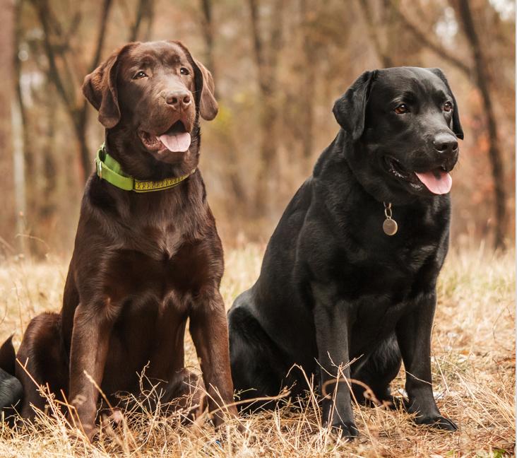 Which breeds mix with Labrador Retrievers?