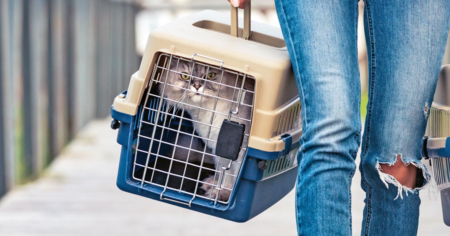 Does Bentley’s Pet Stuff Take Cats?