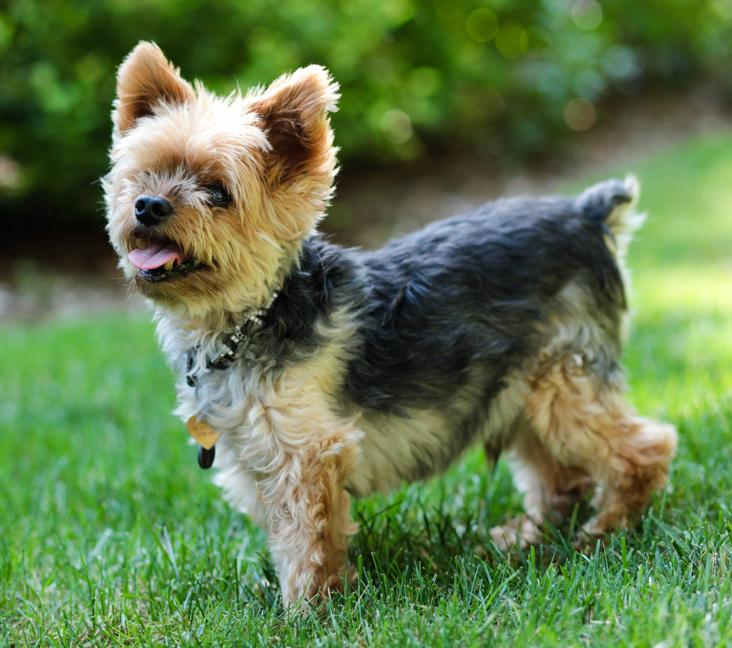 What were Yorkies bred for?