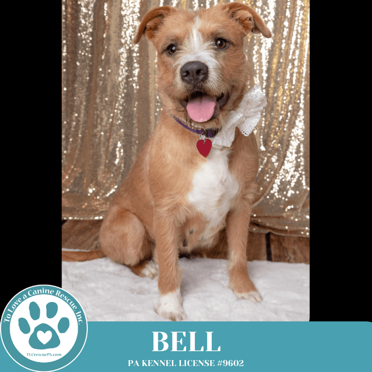 fluffy adoptable dog in penn