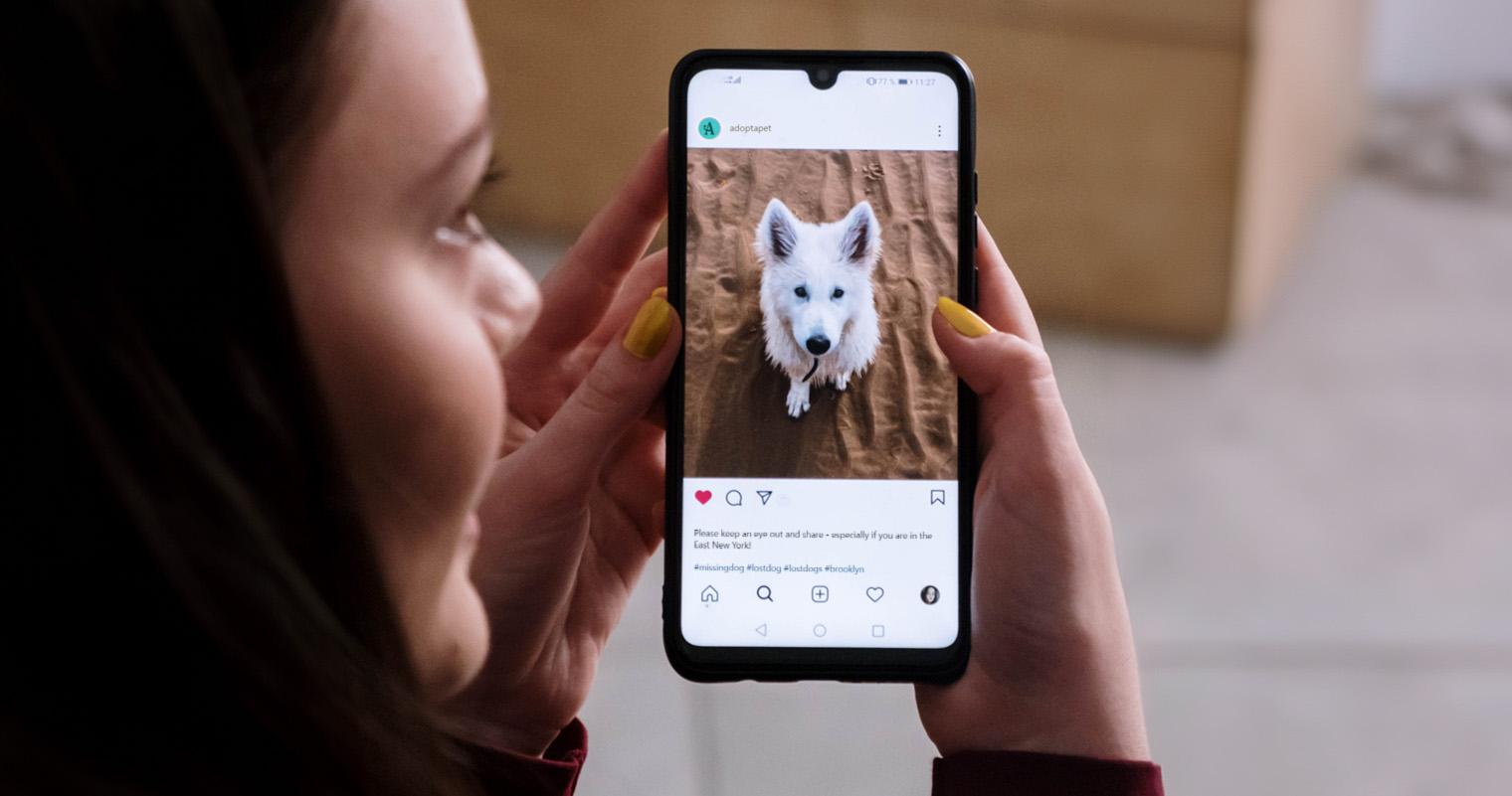 Lost Dog? Use Our Lost-or-Found Poster Template to Bring Them Home