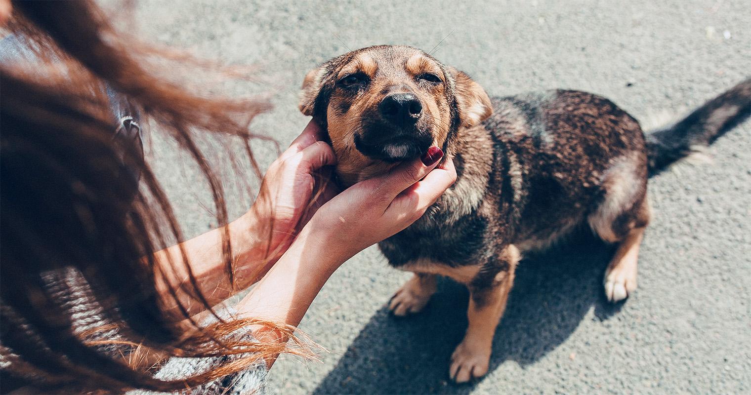 Who Will Pick Up a Stray Dog?