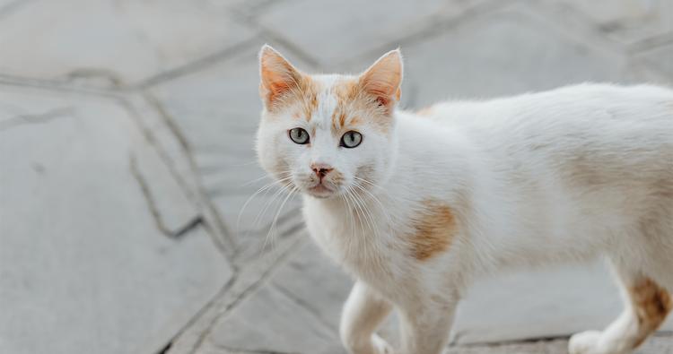 Should You Feed A Stray Cat?