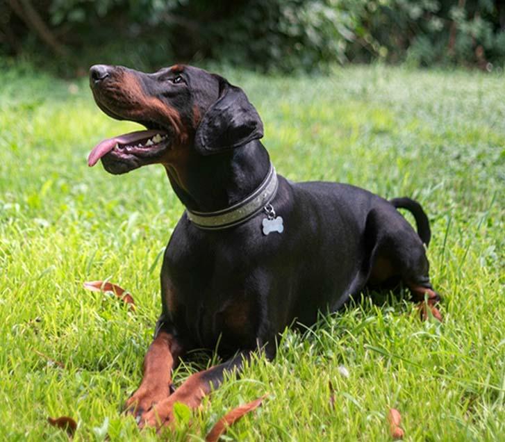 What were Dobermans bred for?