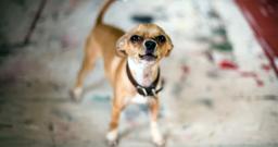 How to Get Your Dog to Stop Barking