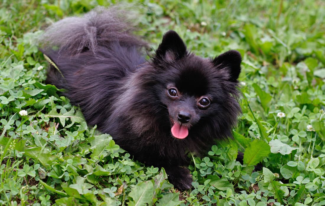 What is the Fastest Way to Rehome a Pomeranian?