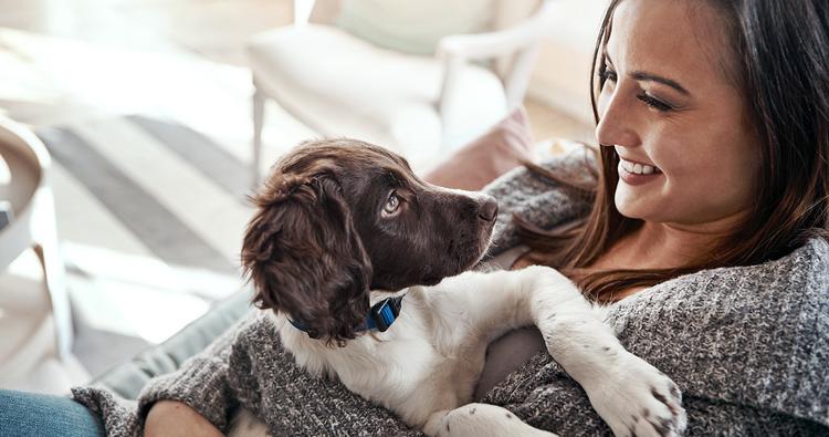 Which Dog Collar Is Best for Your New Puppy?
