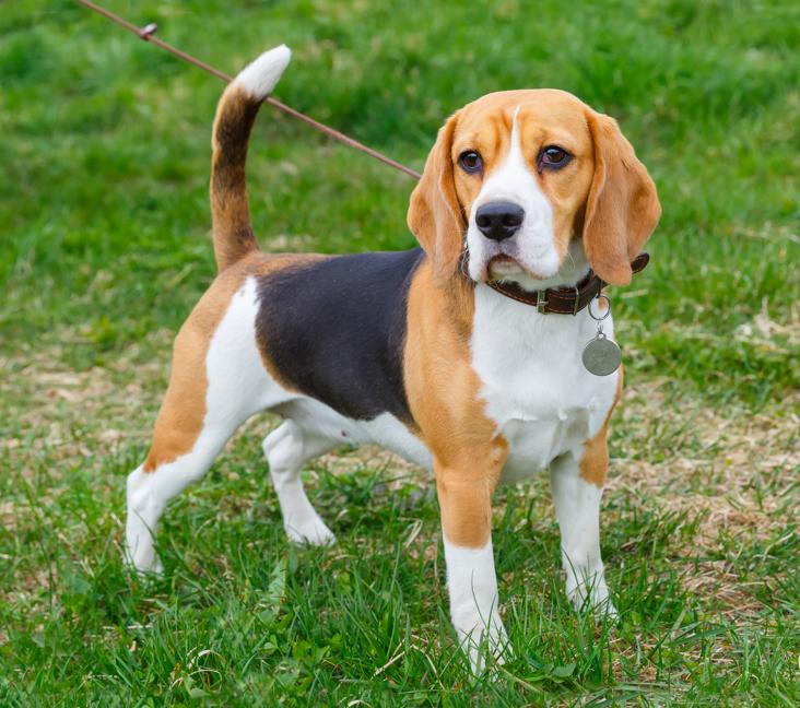 What colors do Beagles come in?