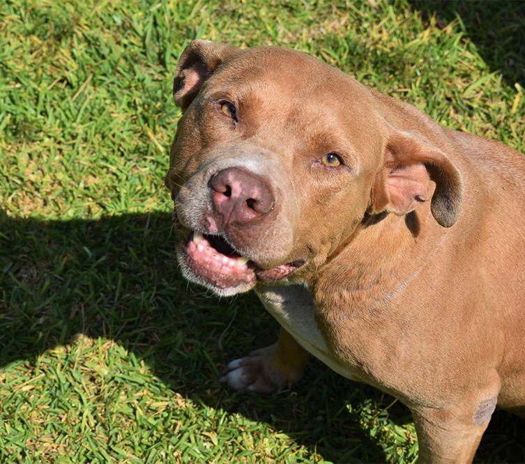 How big will an American Pit Bull Terrier mix get?
