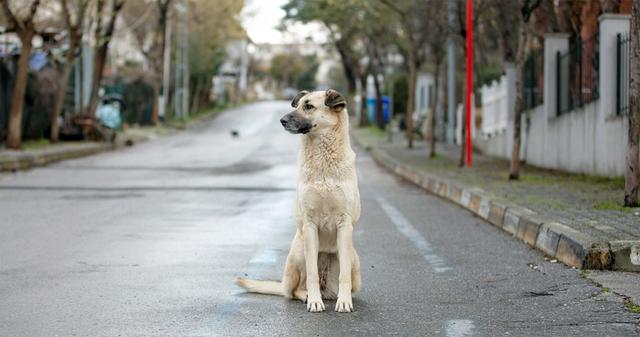 Stray Dog: What to Do If You Find a Stray Dog