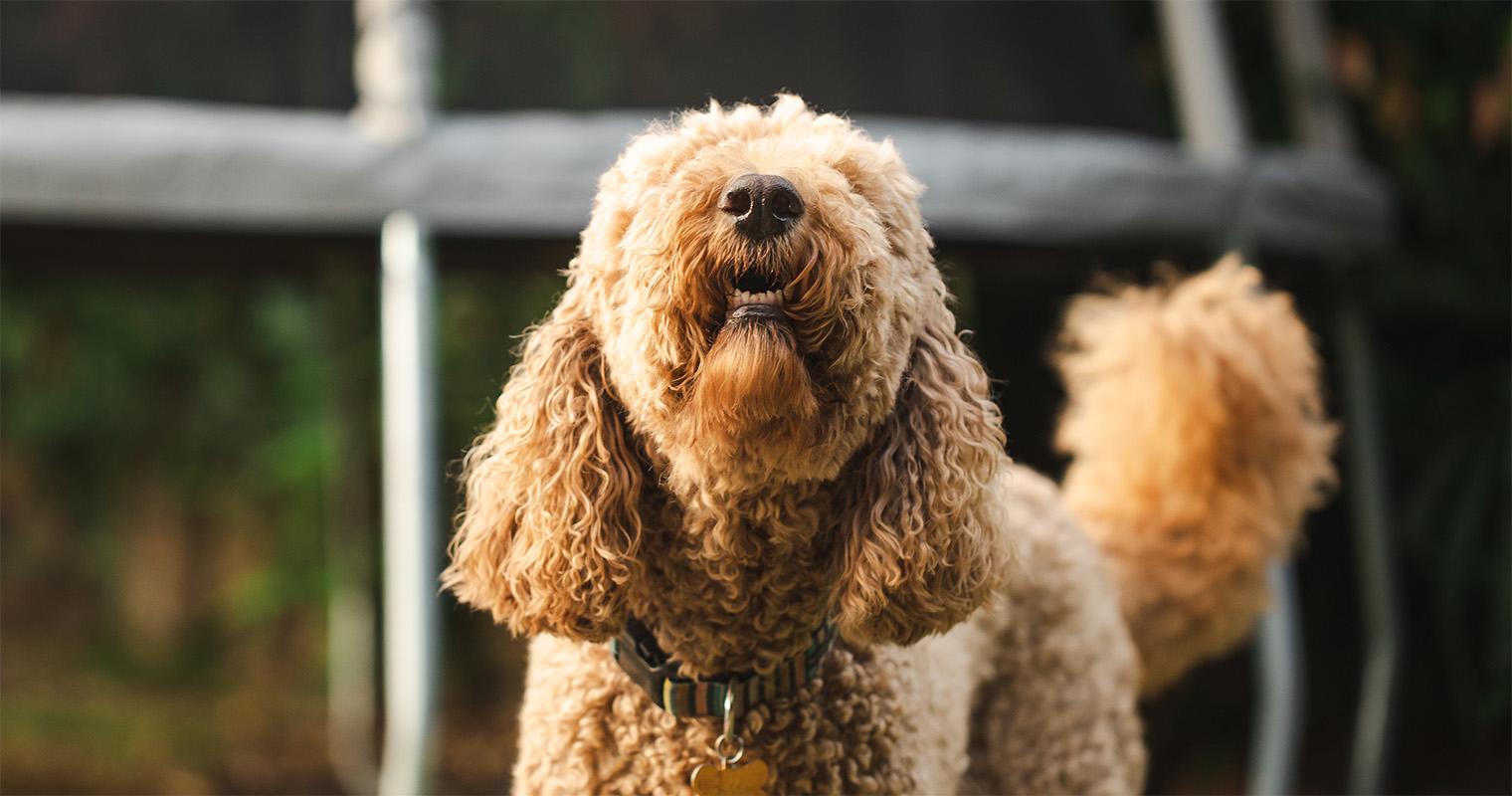 How Do I Stop My Dog From Barking When Home Alone?