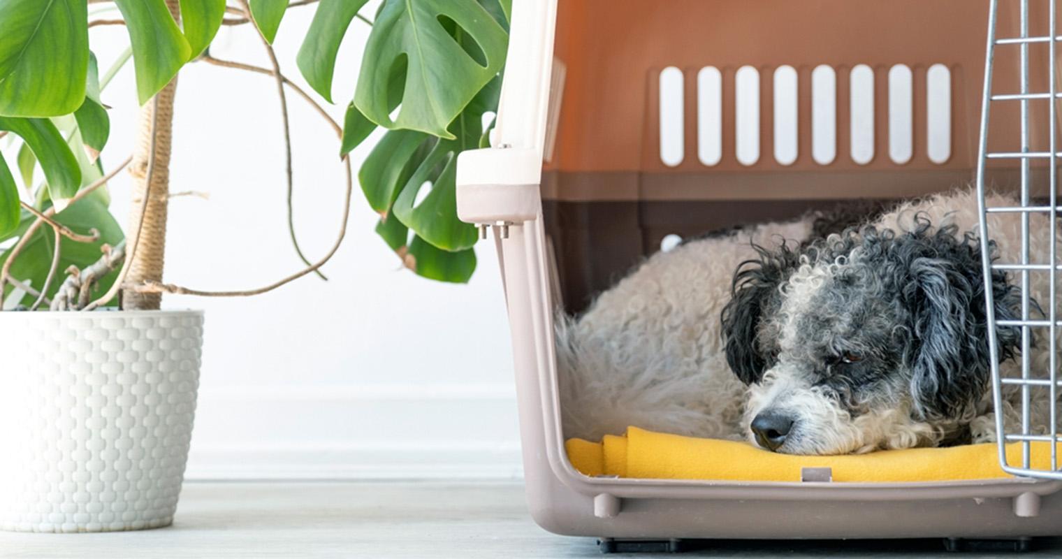 Can I Crate My Dog for 8 Hours?