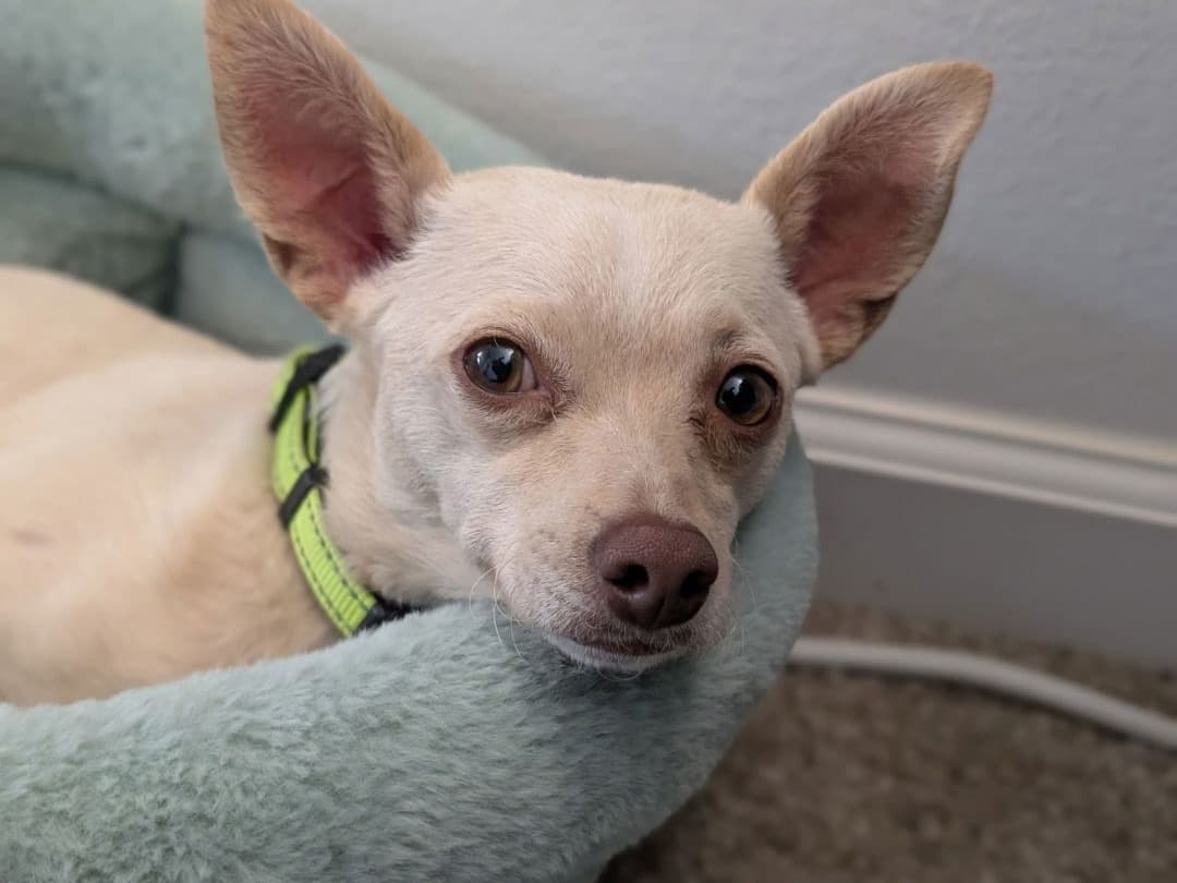 adoptable tan chihuahua dog with green collar lying in bed