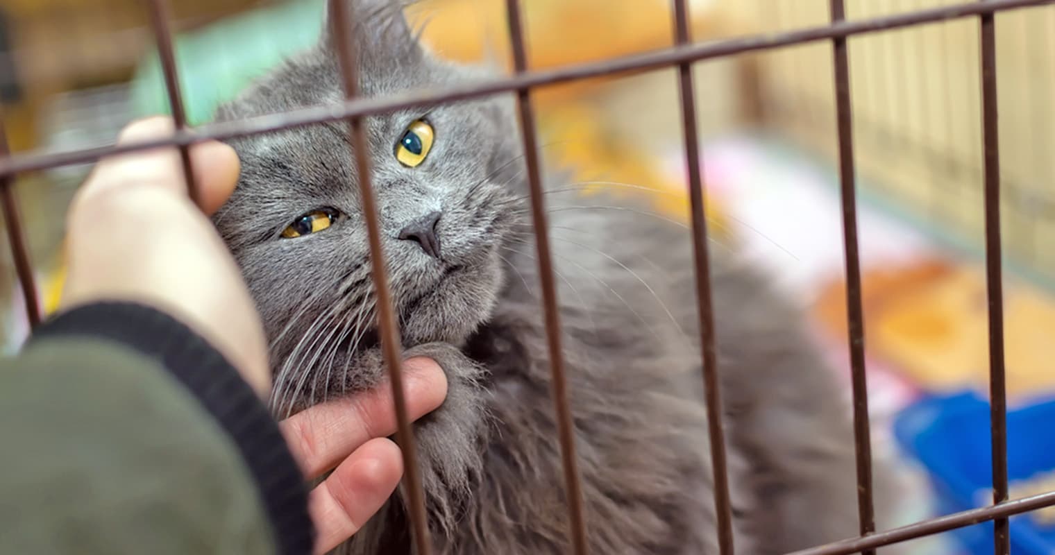 What Do You Do When You Find A Lost Cat?