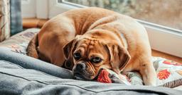 What States Have the One-Bite Rule?