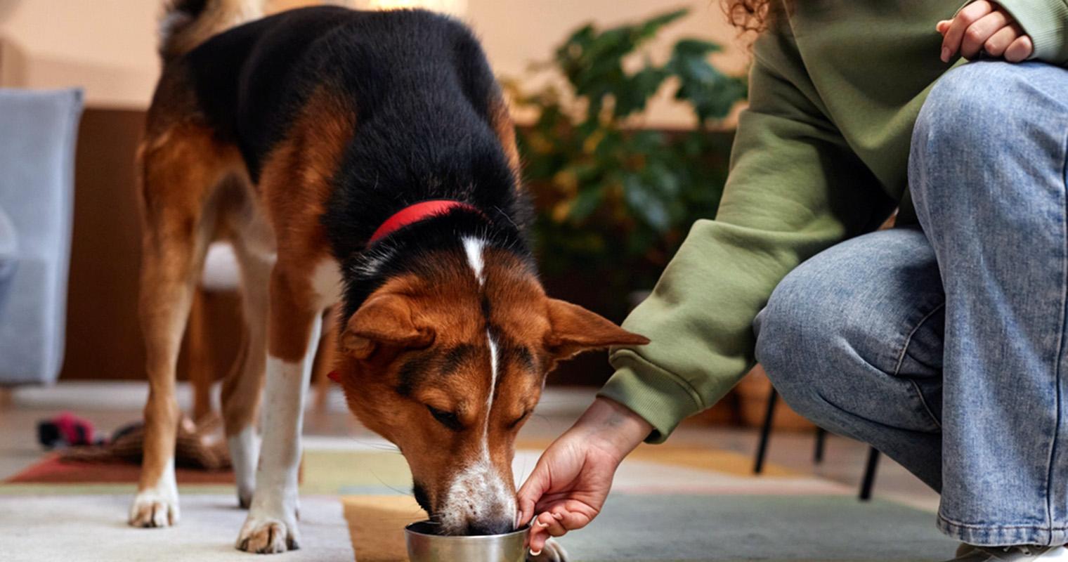 Will a Dog Eat Themself to Death?