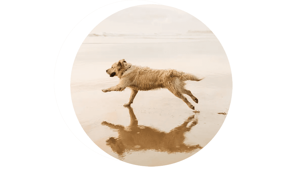 dog running along the beach with their reflection on the water