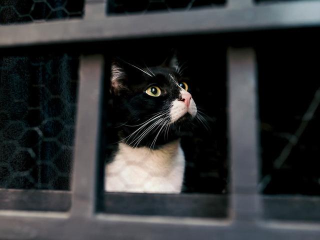 The Top 4 Reasons Cats Are Surrendered to Shelters