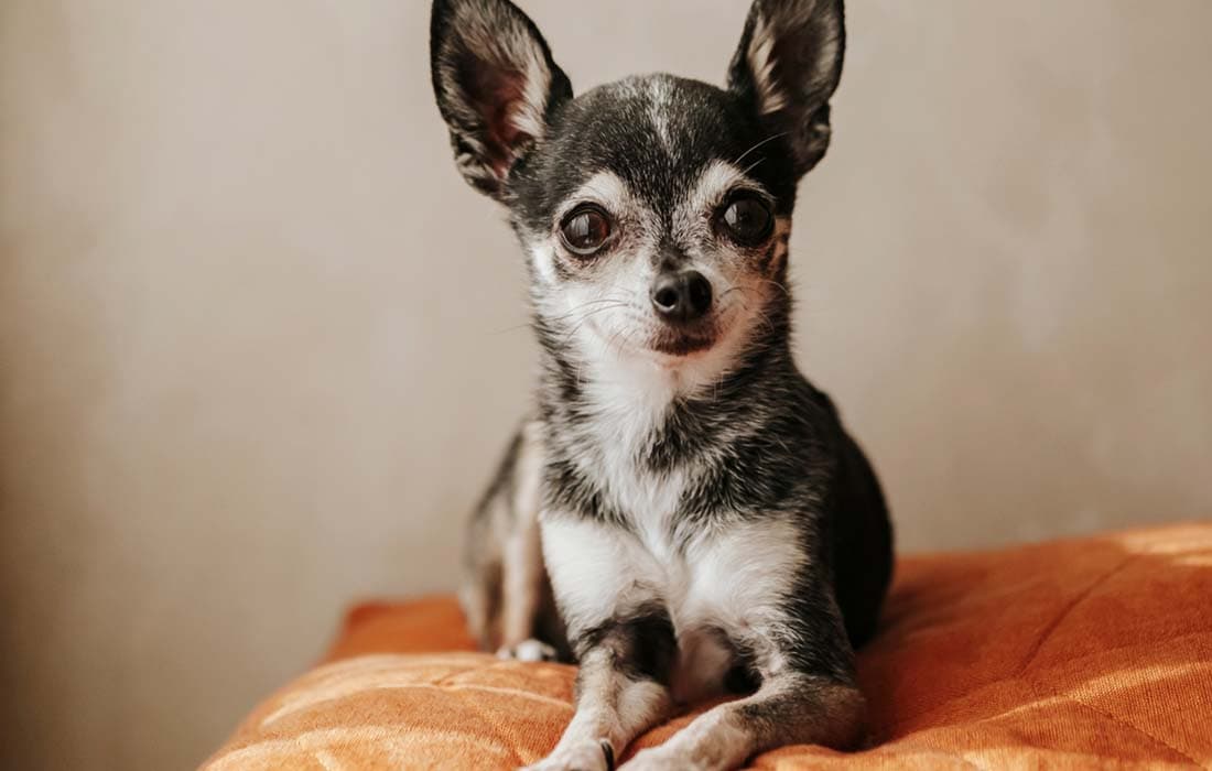 Chihuahua Breed Profile: Things to Know Before Adopting a Chihuahua