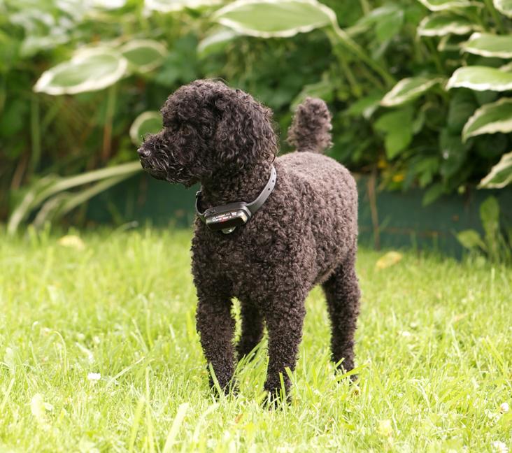 Are Mini Poodles good with cats?