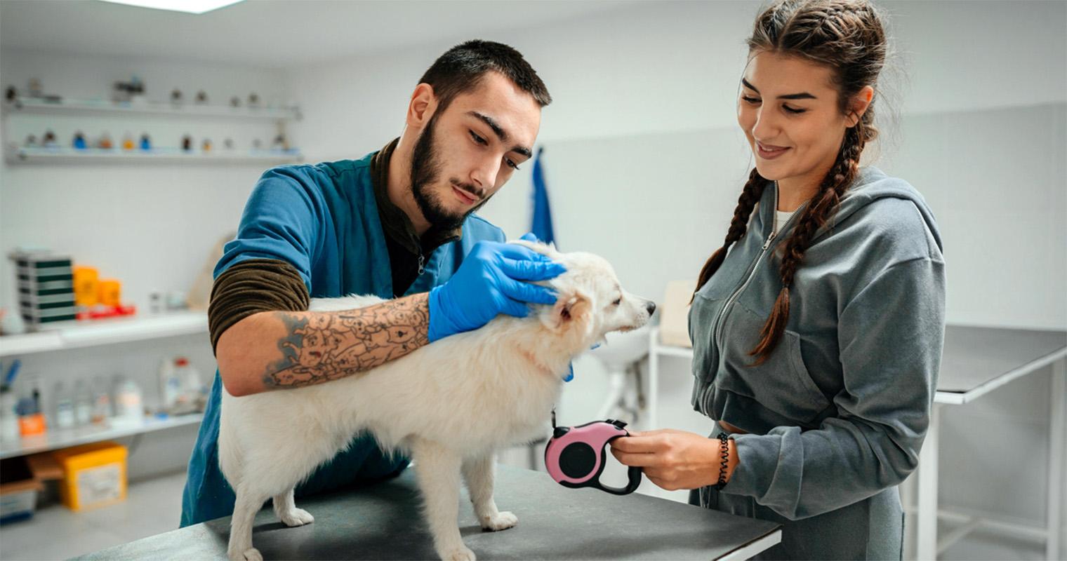 How to Choose a Vet for My Dog?