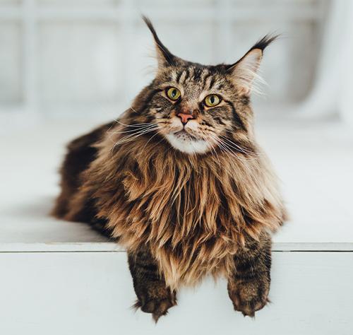 What color eyes do Maine Coon cats have?
